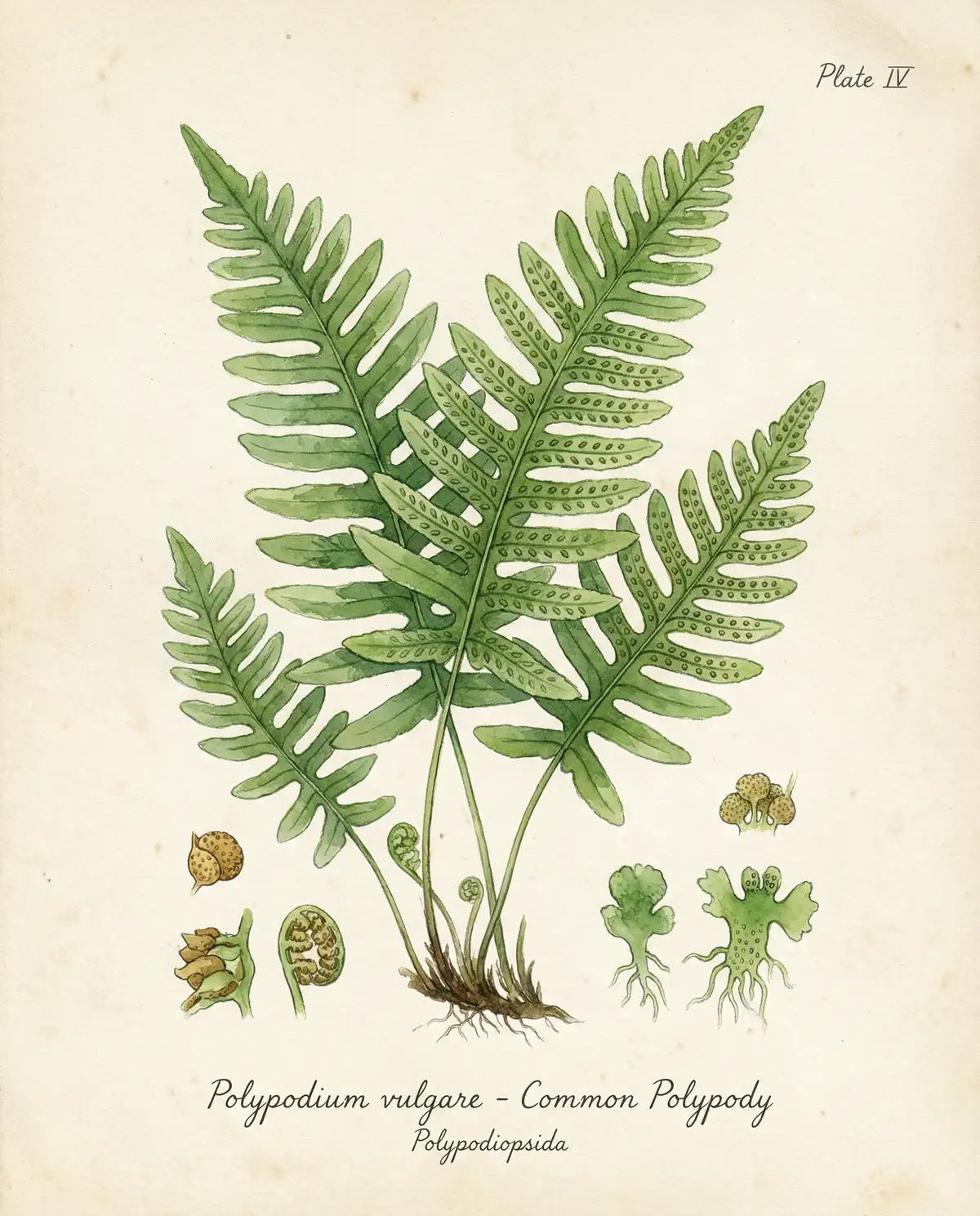 蕨类植物水彩教程 - 小宝探花